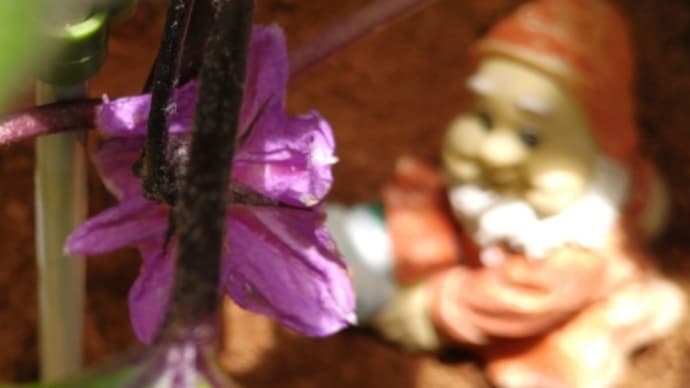 芒種。美男二番咲いて