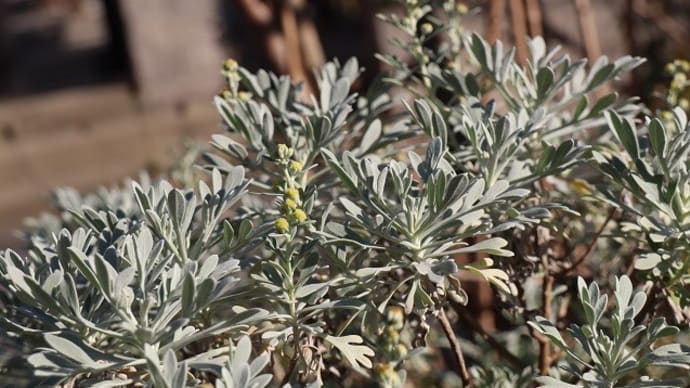 花壇や寄せ植えのアクセントとして 重宝されるシルバーリーフです !
