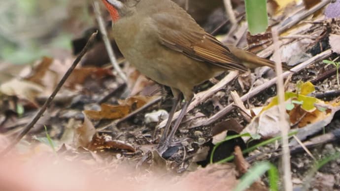 10月下旬に近所の公園で野鳥観察