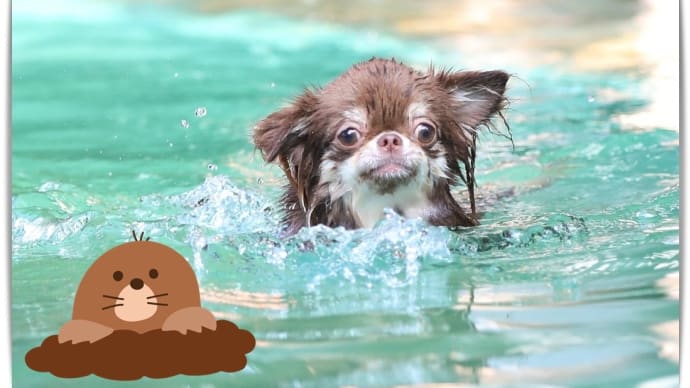特訓!🏊♂️