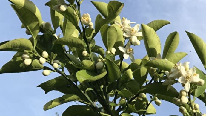 八朔の花