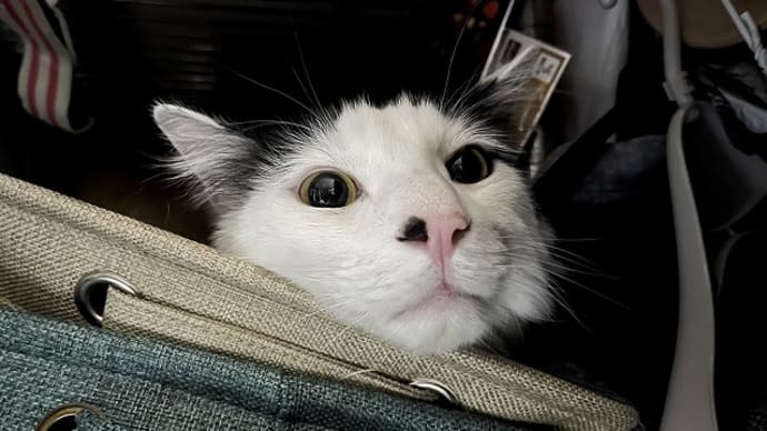 最近の桃之介のお気に入りの場所…