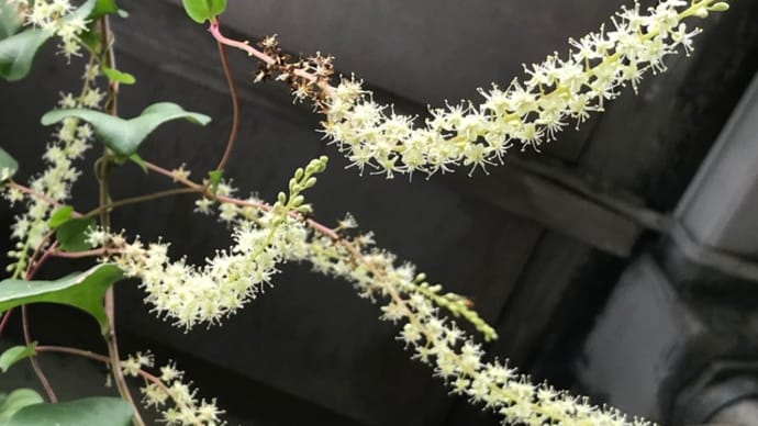 庭の植物 【 おかわかめ 】