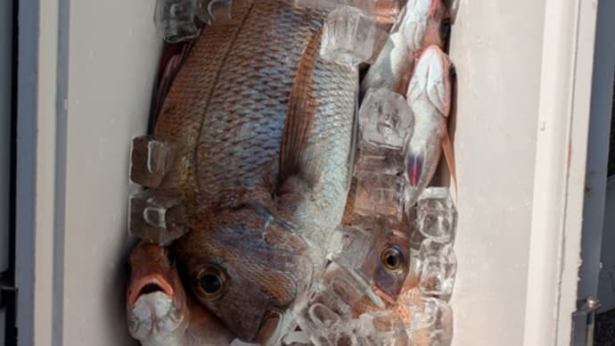 2号船午前便、午後便ウタセマダイです。