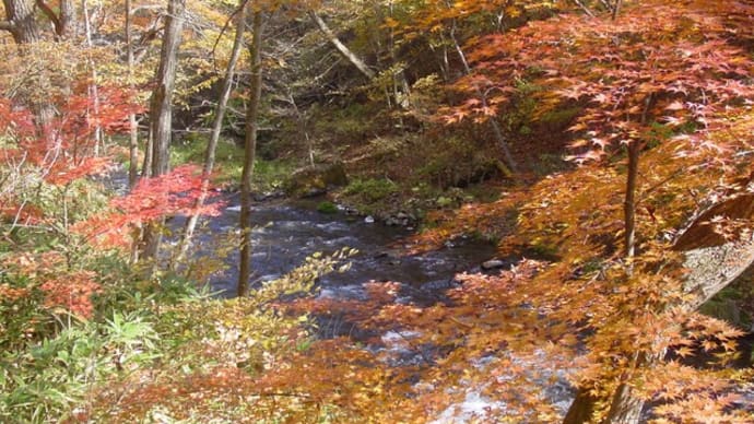 秋の絶景ロケーション「渓流と紅葉(ハルニレテラス遊歩道)」11月4日現在