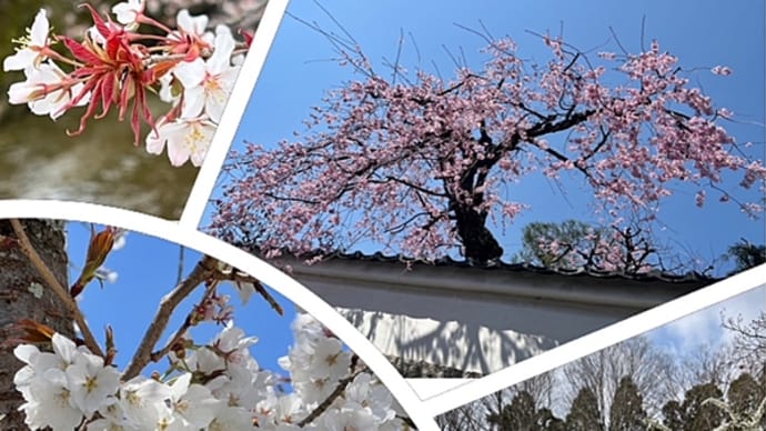 近所の桜♫古墳群♫