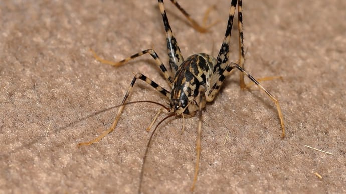☆ ホテルの周辺で! 《 夜の部 と 朝の部 》