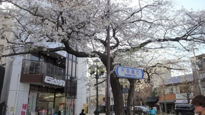 千本通りの桜と醍醐天皇地獄落ち伝説　＠　京都妖怪探訪（６１７）