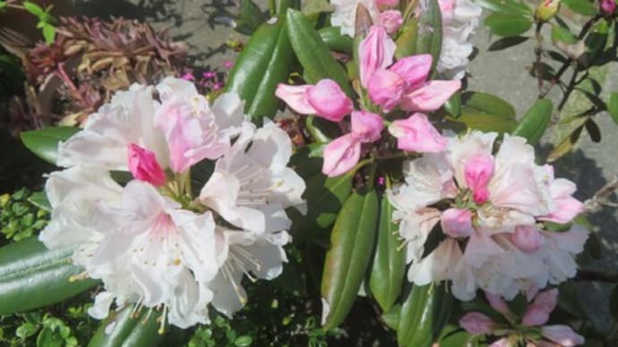 花開く季節② 4月後半(自宅)