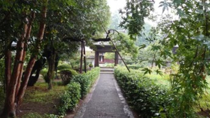 紫陽花2022 その3