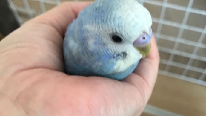 お預かりインコさん🦜すいちゃん編