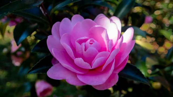 植物園の山茶花