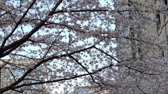 水曜の桜…