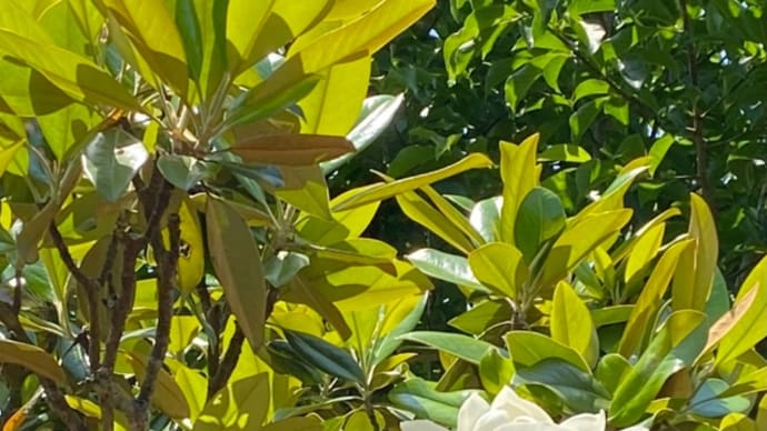 待っていた、タイサンボクの花に会えました。