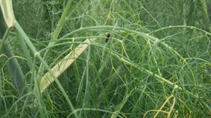 久しぶりの“生き物みっけ”　キアゲハの幼虫（多分）