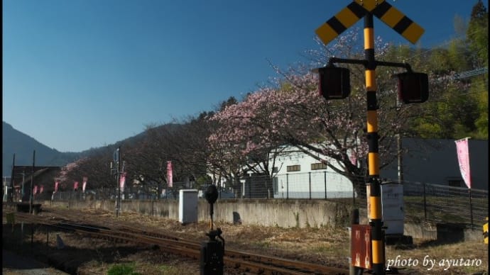桜咲く駅