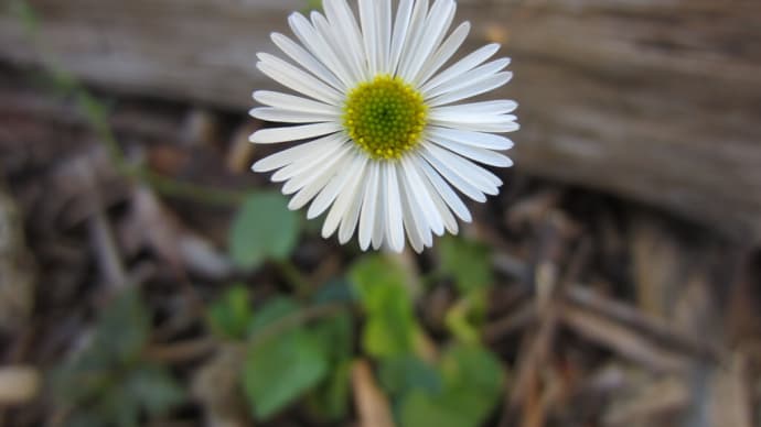 キク科2種、花期は長い・・・