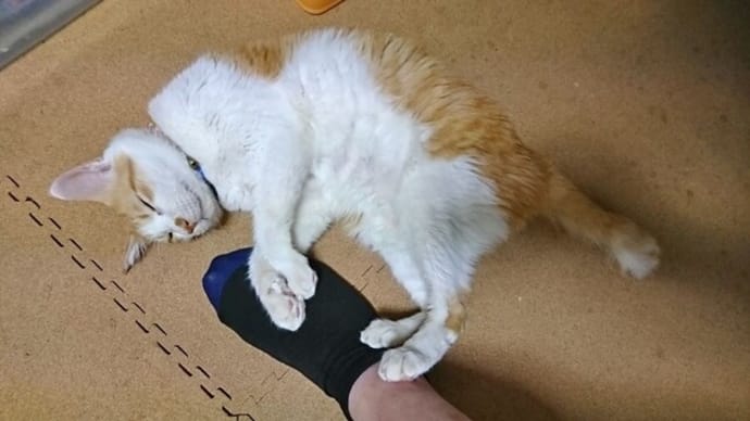 10月4日(月) 猫の麦とごまの日常日記