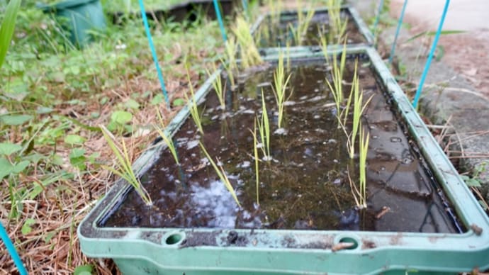 トロ舟田んぼの田植え