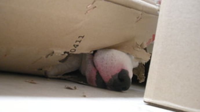 引きこもり犬。