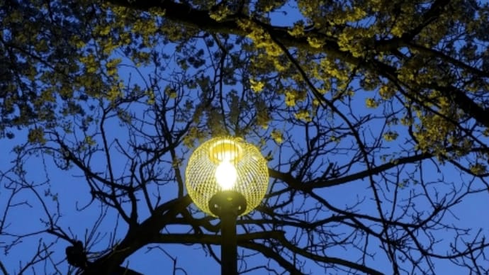 今夜の桜🌸