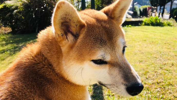 ケンちゃん完治