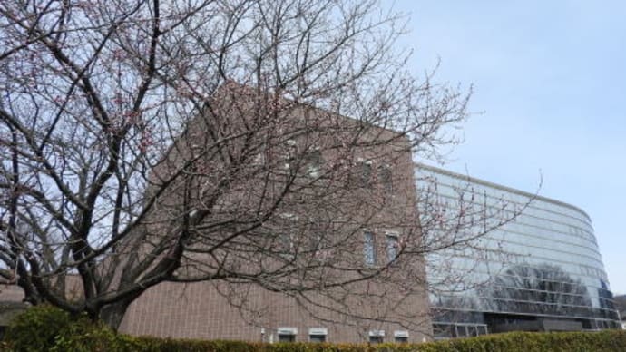 松本市中央図書館のロトウザクラ(魯桃桜)