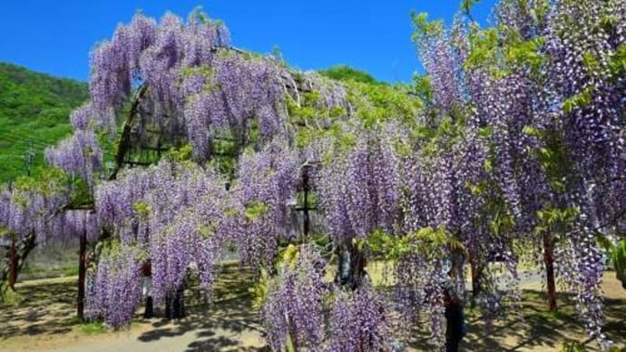 岡山県和気町 藤公園 ’25