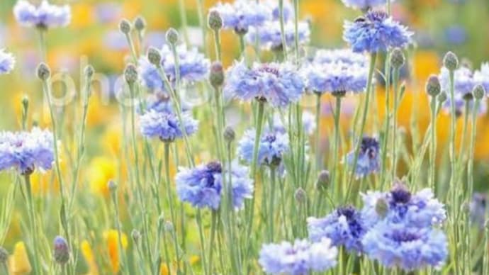 頭の中。花畑🎵