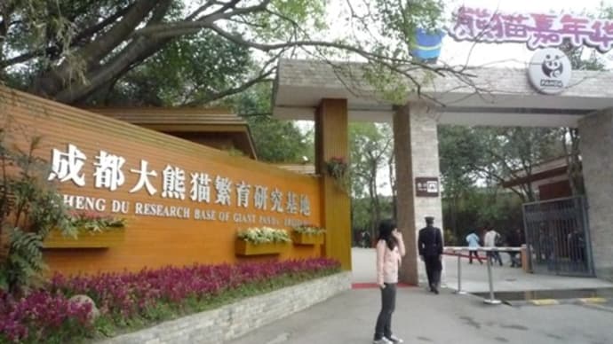 成都・雅安旅行－３日目「成都パンダ繁殖基地」