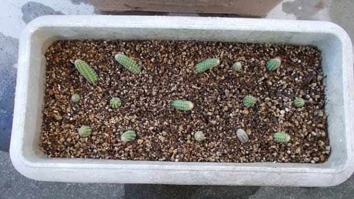 曾孫たちの自立