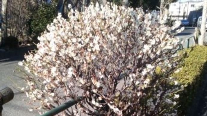 blogで書けない一言日記を更新しました(令和7年3月7日)