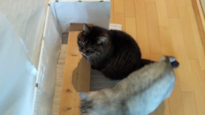 良く出来た猫ら