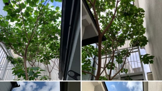 植えた覚えのない雑木が近隣の方々にご迷惑をかけていると伐採ご依頼