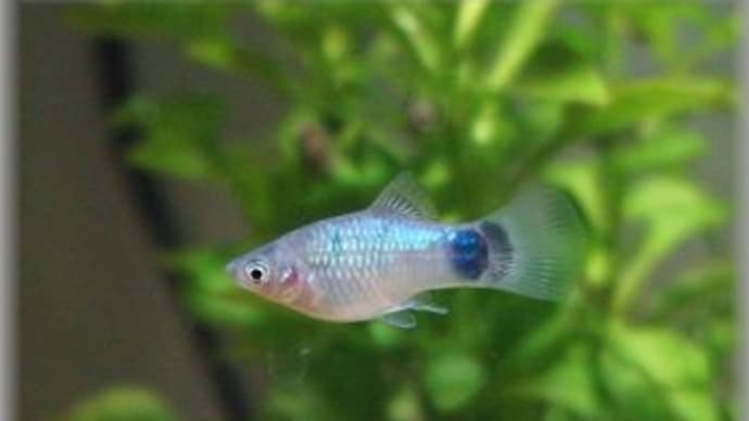 久々に熱帯魚の投稿