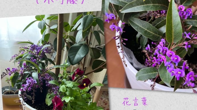 仲間入り「ハーデンベルギア」