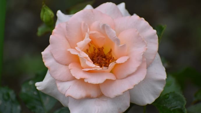 スプリング・コサージュの２番花＆庭の花