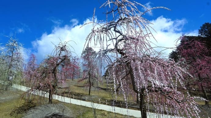 天空の梅園　～枝垂れ梅の咲くころ・三室戸寺