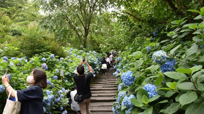 あじさい・しょうぶ狩り　神奈川県鎌倉市山ノ内　明月院：あじさい寺（7）参道から山門方向