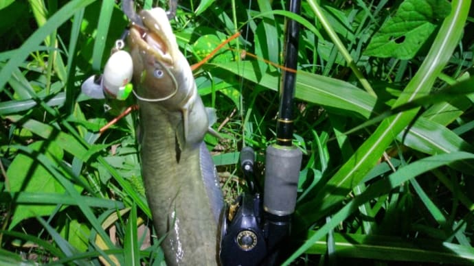 週末はナマズ釣り