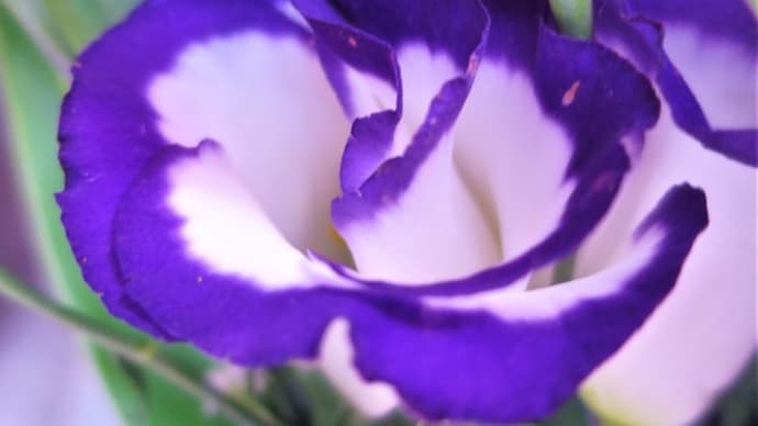 ソメイヨシノ満開の前に満開なのは✨春の訪れを告げて◇「16」と和菓子の関係◆