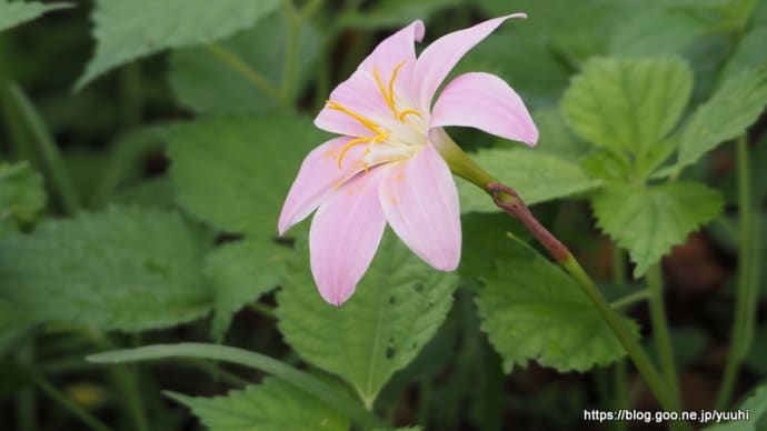 散歩の途中での花ふたつ 9月18日