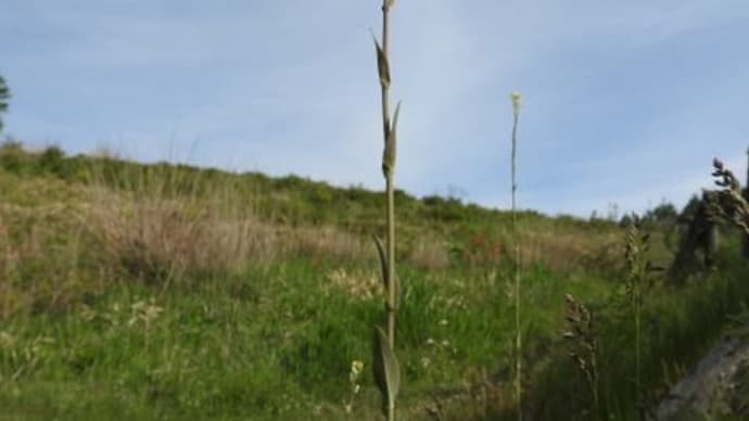 高ボッチ高原・鉢伏山の植物　ハタザオ（旗竿）