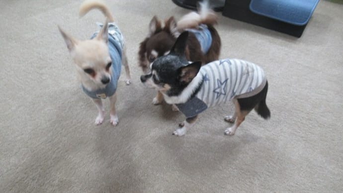 2023/04/07 犬の幼稚園BuddyDog