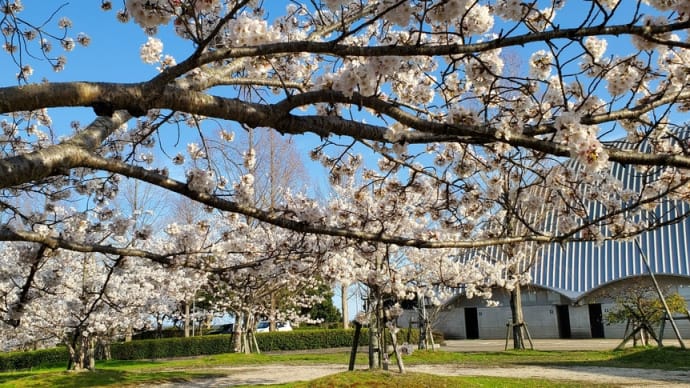 昨日は町の総合運動公園に桜を見に行って来ました
