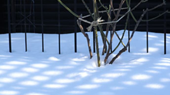 冬の室内に香る花を