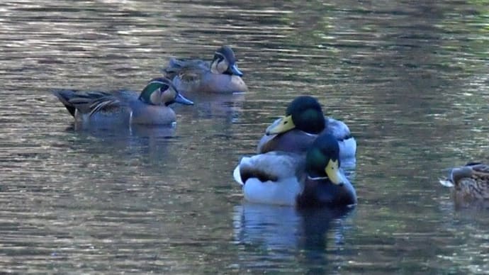 隣町の公園 YTYM その1