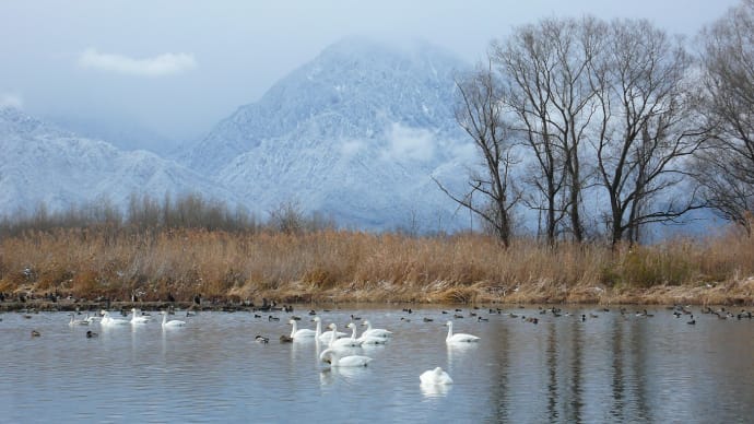 初雪便り de 白鳥の湖