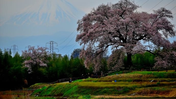 わに塚の桜