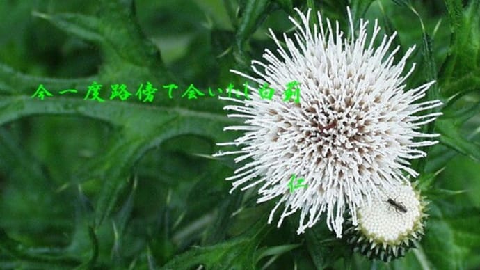 フォト575あそび『 今一度路上で会いたし白薊 』vyr1301